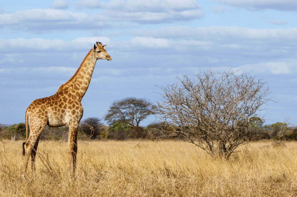 Giraffe in Greater Kruger, South Africa